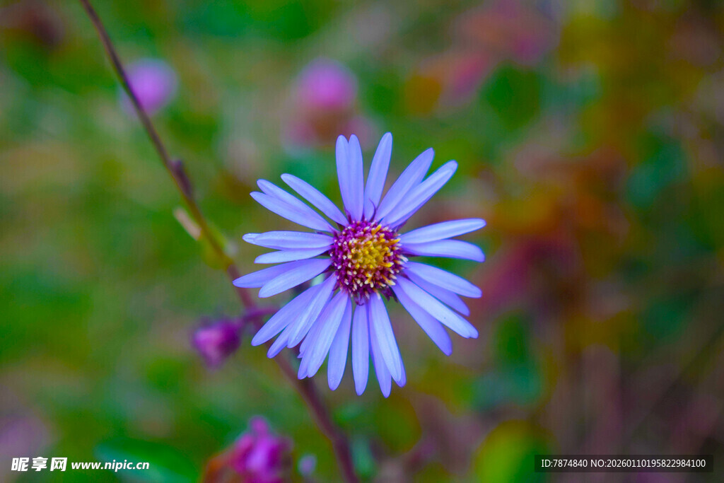 紫色小花绽放于自然间