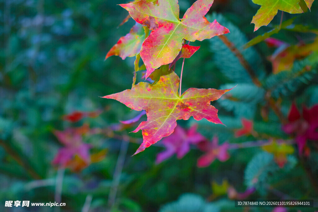 秋日多彩枫叶枝头绽放
