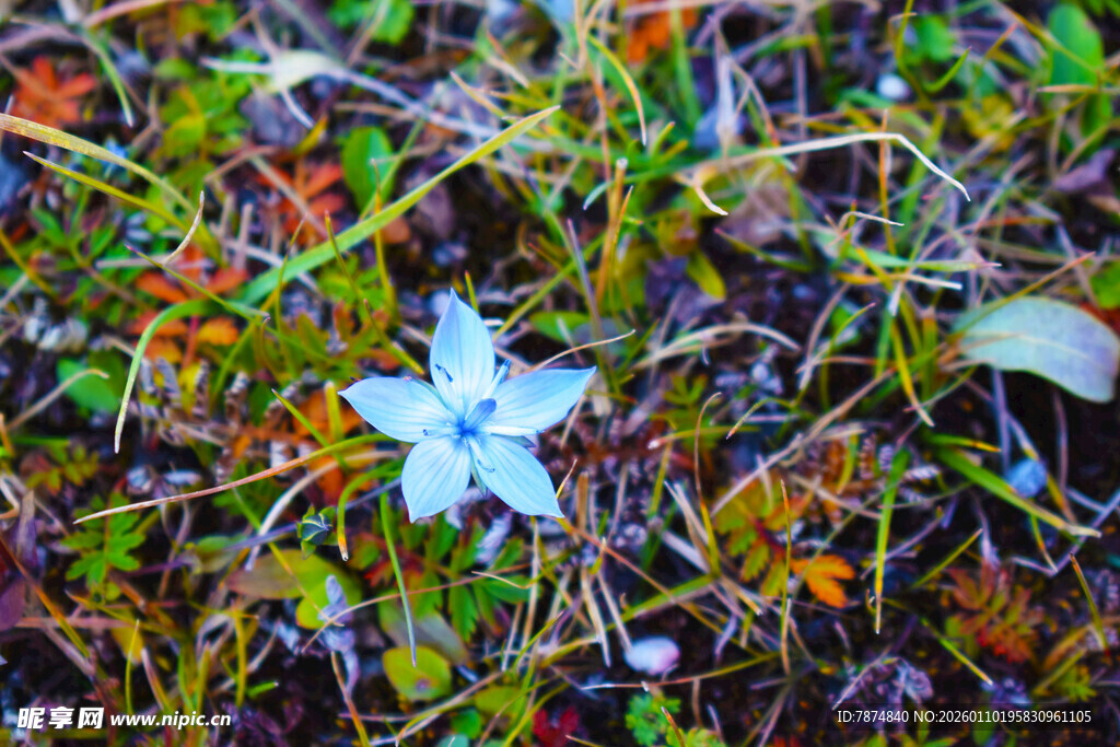 草丛中的蓝色小花