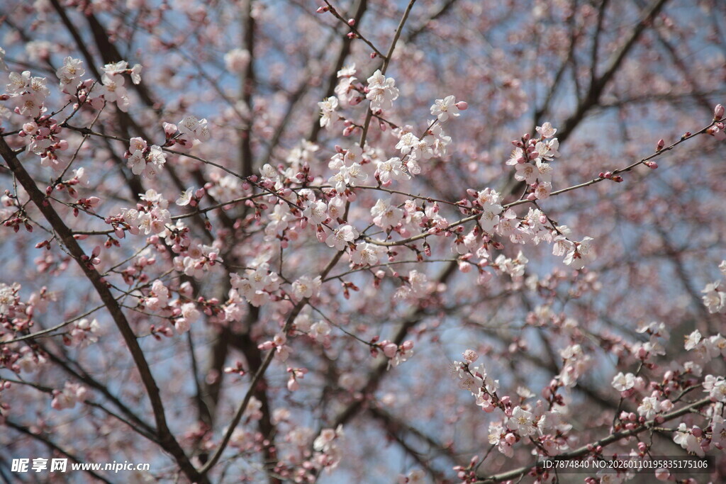 枝头绽放的粉嫩樱花