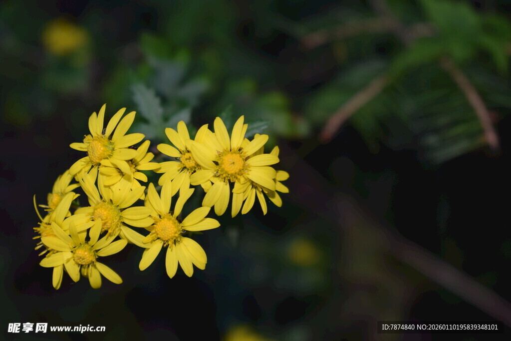 黄色小花绽放