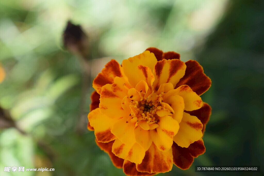 橙黄相间的美丽孔雀草