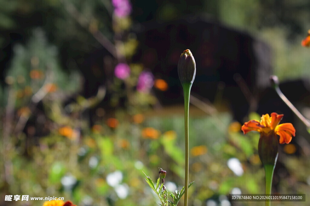 多彩野花绽放于草地