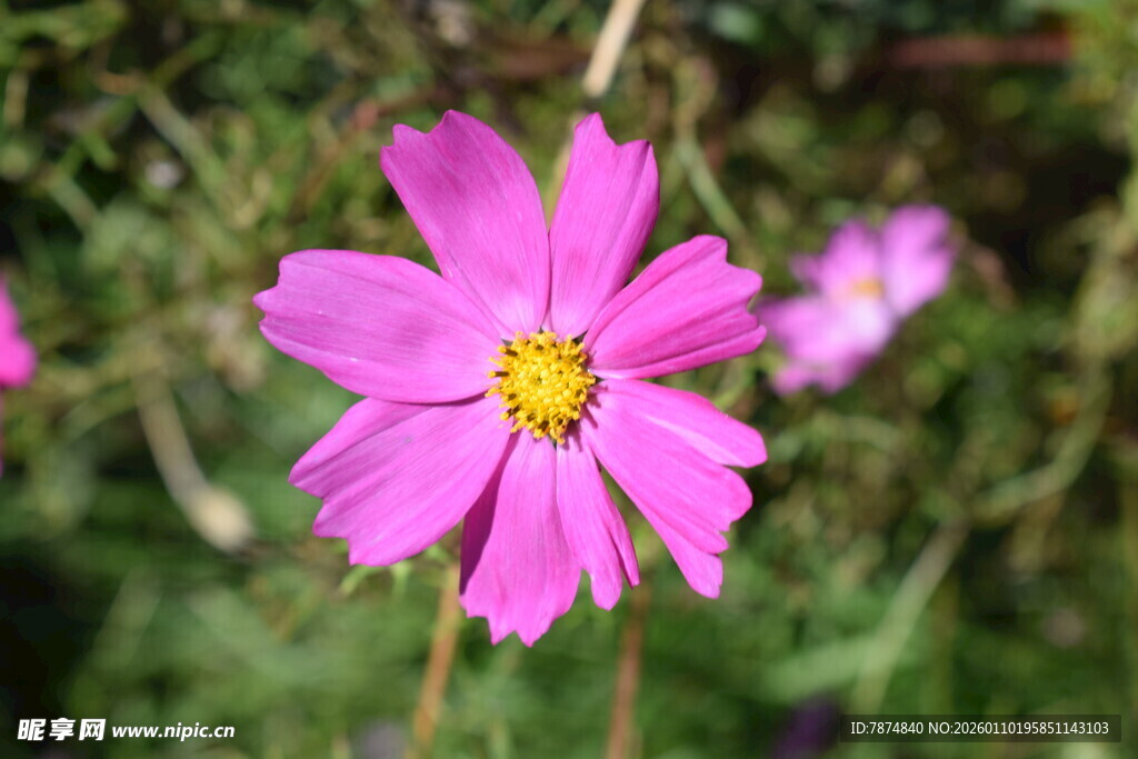 娇艳粉色格桑花独自绽放