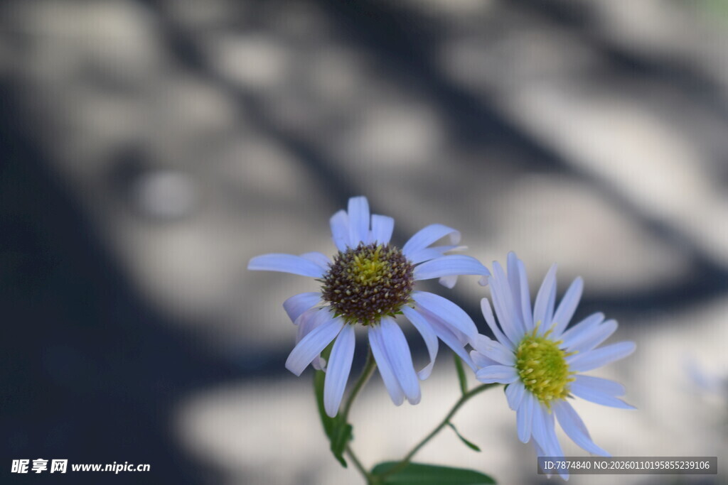 两朵淡蓝小花特写