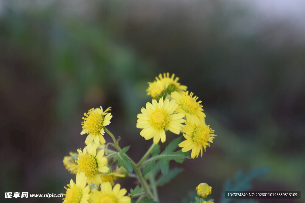 绽放的黄色小花