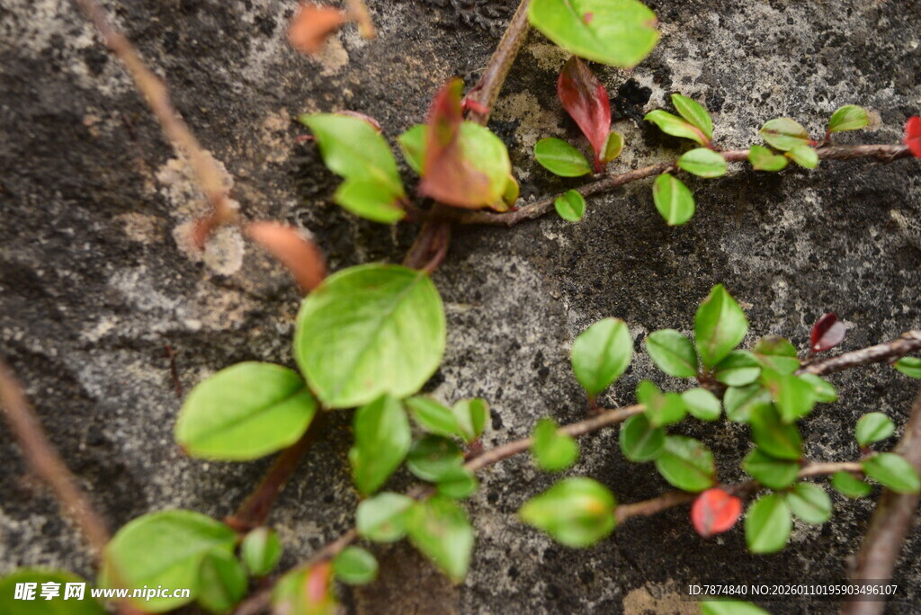 地面生长的嫩绿植物