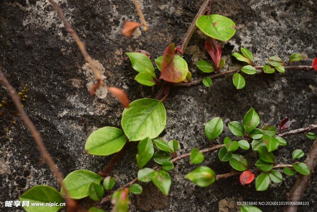 地面生长的嫩绿带红植物