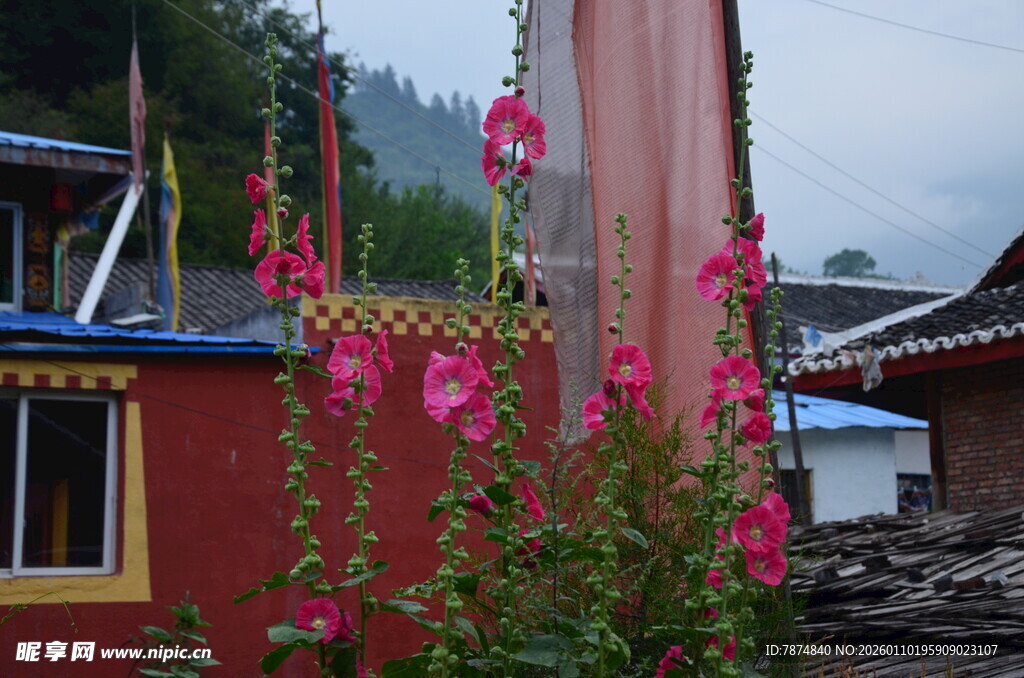 藏式建筑旁的艳丽花卉