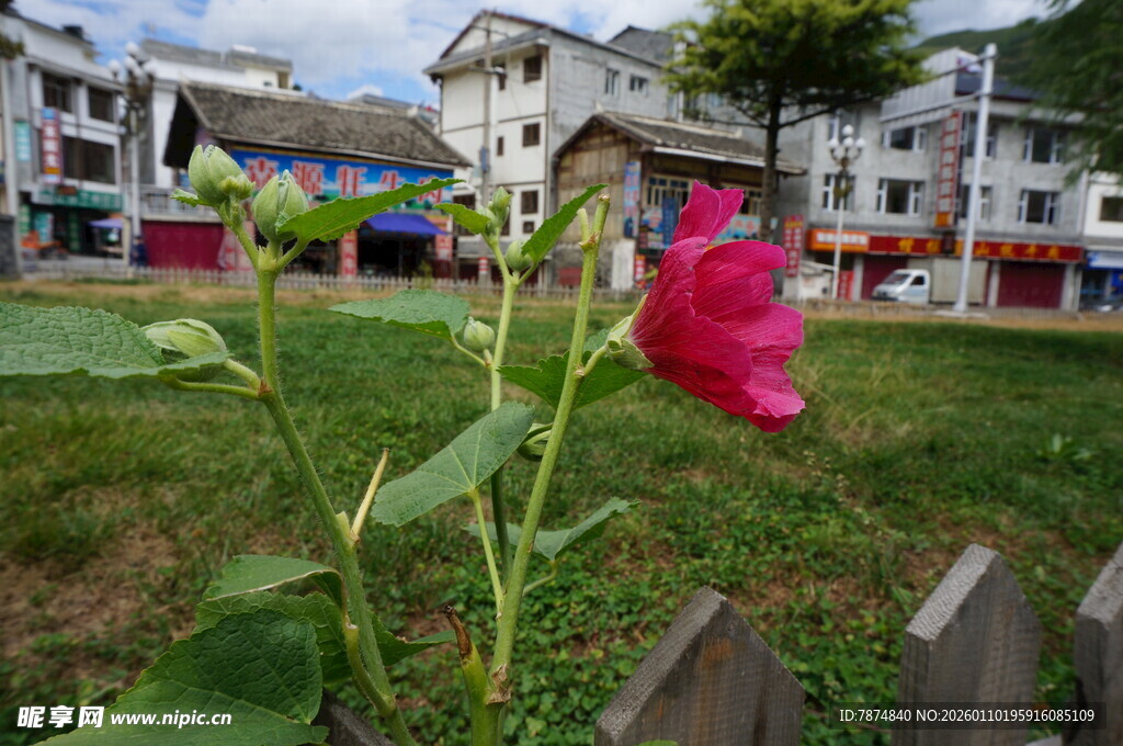 庭院中绽放的艳丽花朵