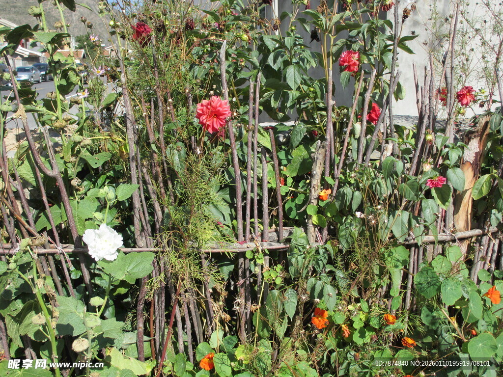 花园中绽放的多彩花卉