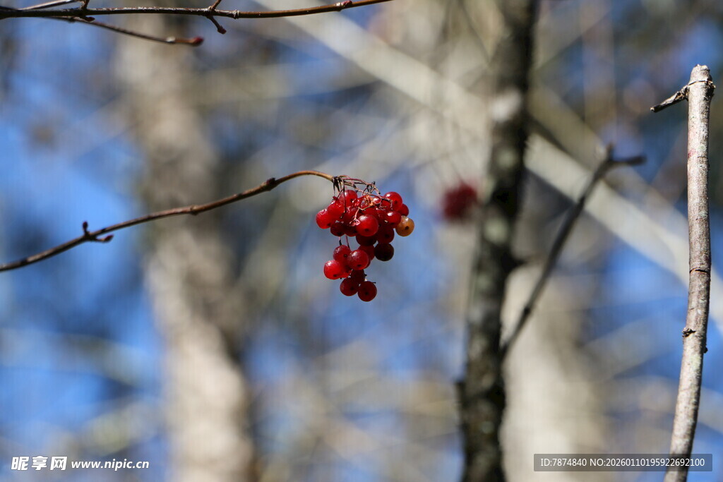 枝头红果映蓝天