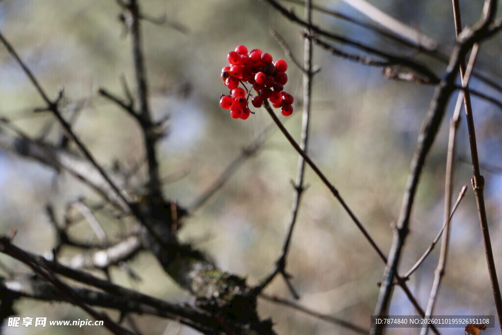 枝头红果绽 萧瑟冬景添韵