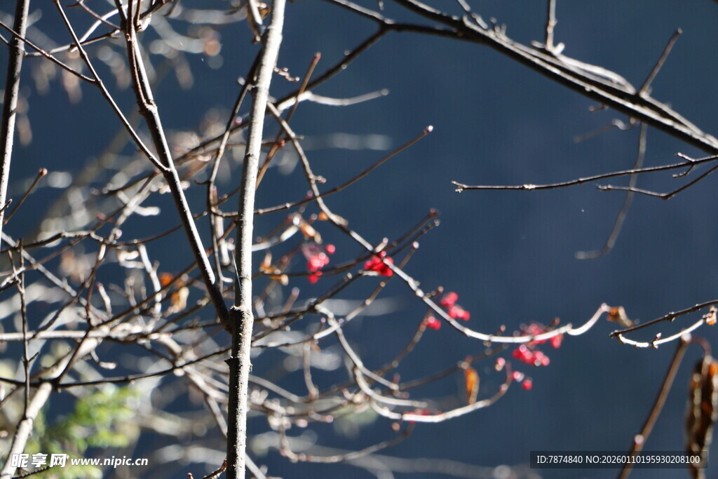水边红果挂枝头