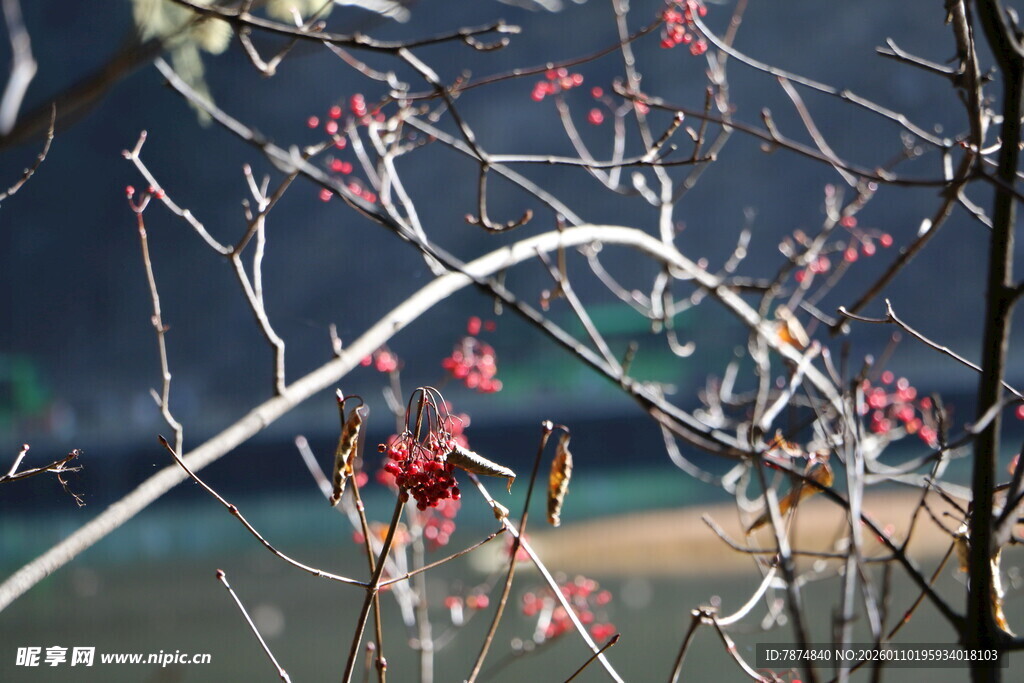 枝头红果映光影