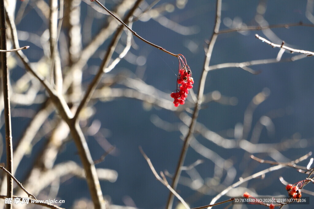 枝头红果映冬景