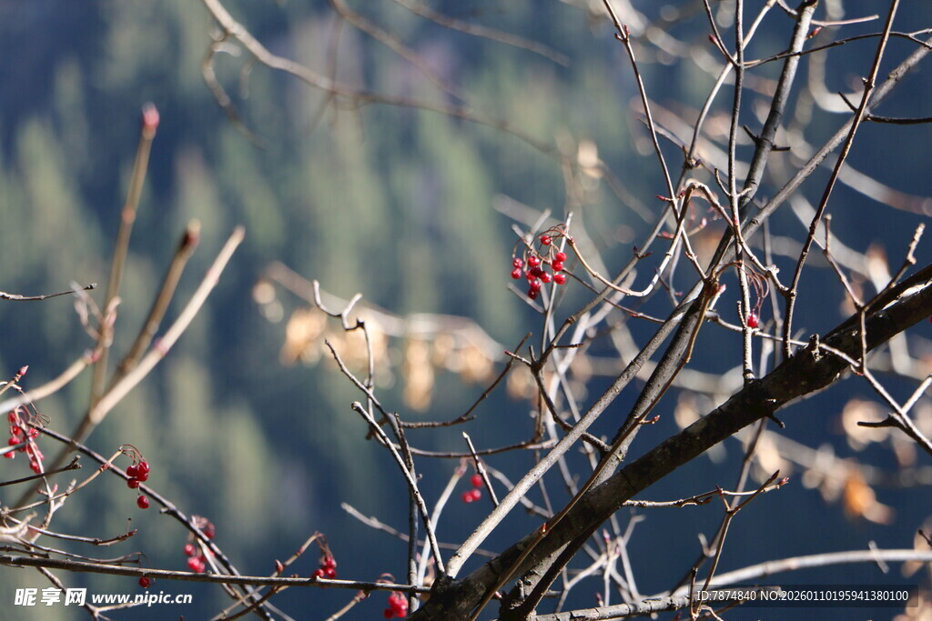 枝头红果映山林