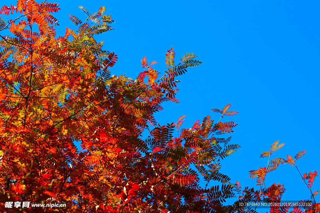 秋日红枫映蓝天