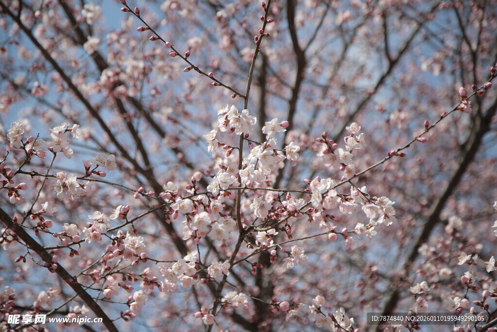 枝头绽放的美丽樱花