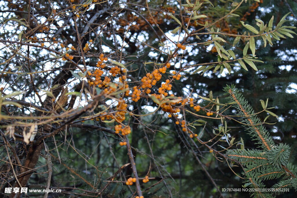 枝头橙黄果实点缀林间