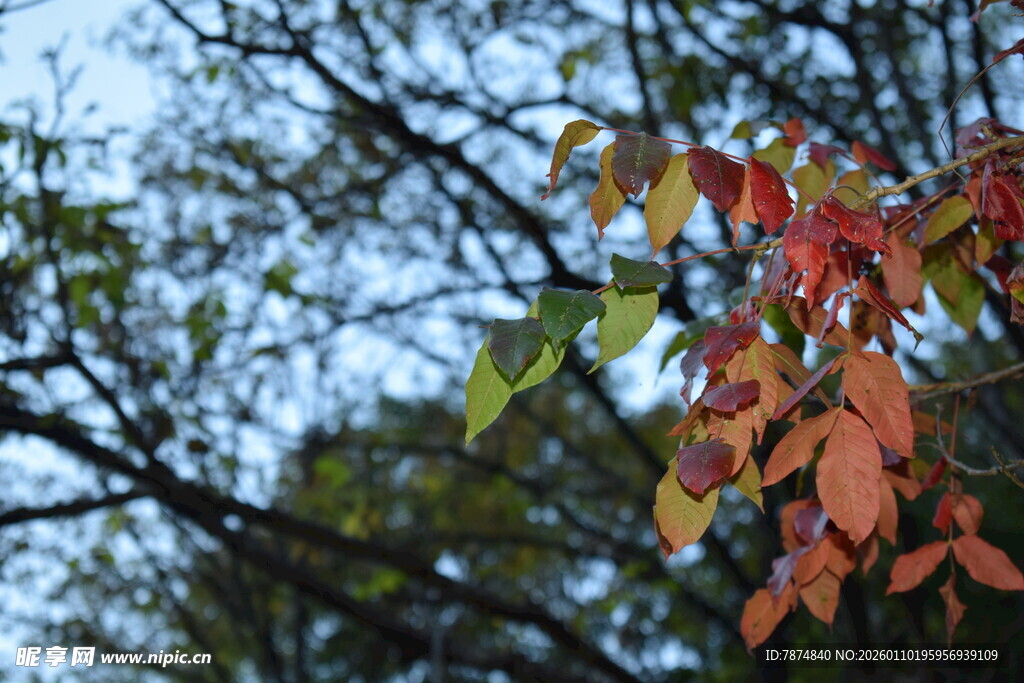 枝头红叶展秋意