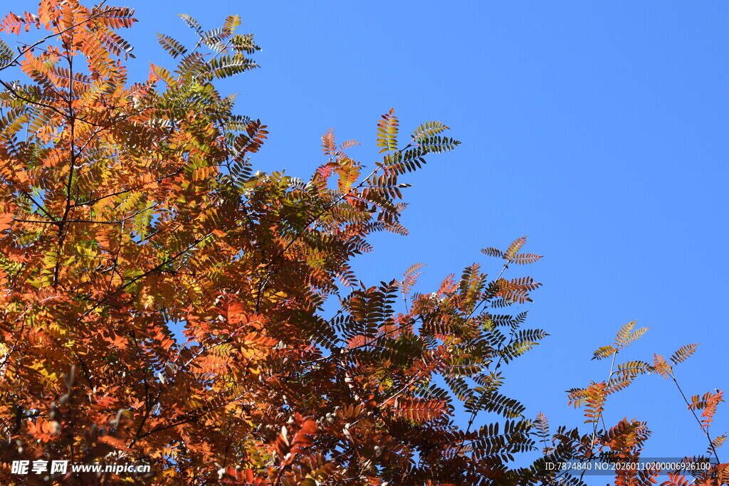 秋日树梢 蓝天映衬美景