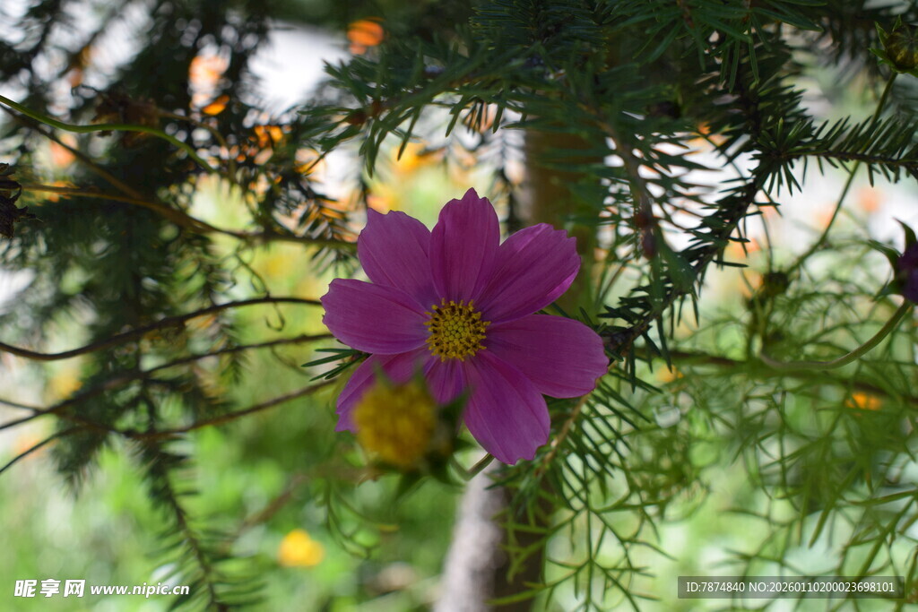 紫色小花绽放于枝叶间