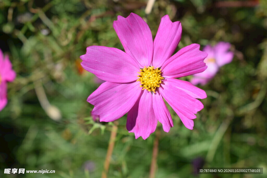 娇艳粉色波斯菊绽放