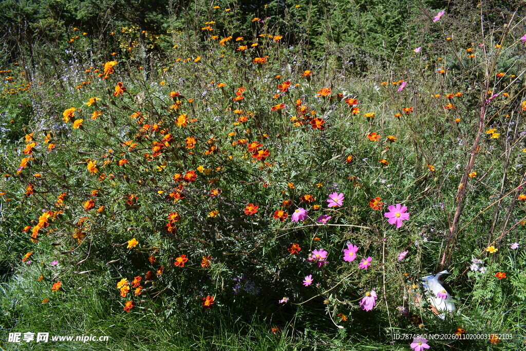 多彩野花绽放于绿野间