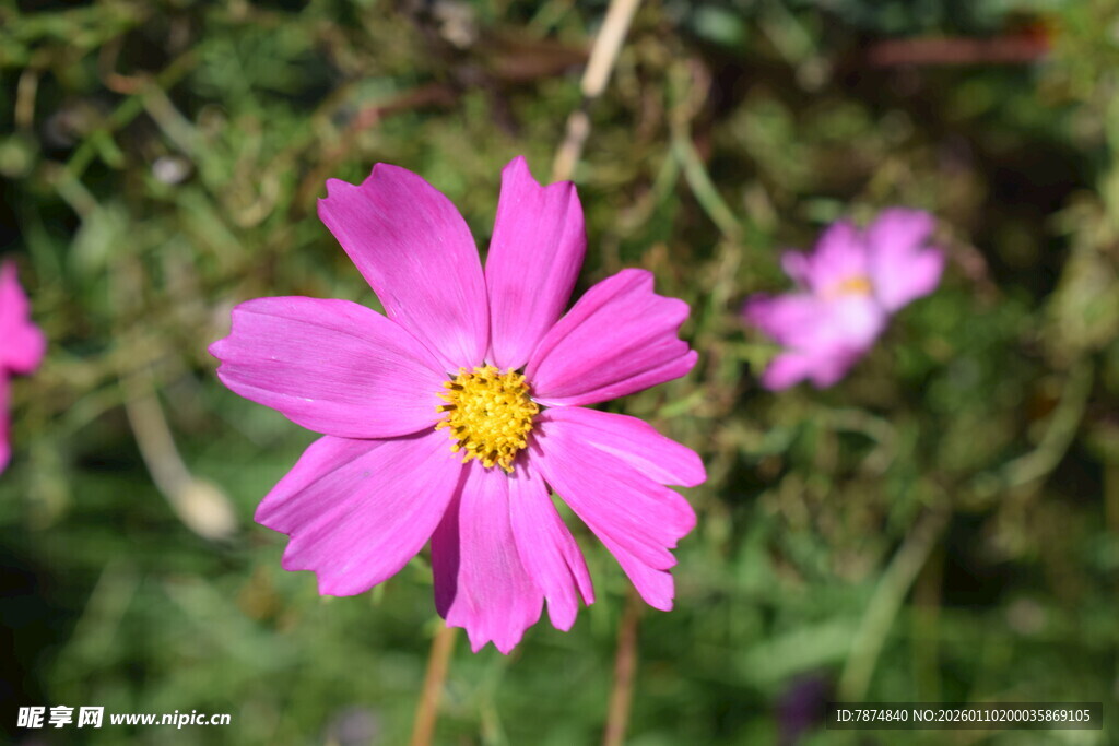 娇艳粉色波斯菊绽放