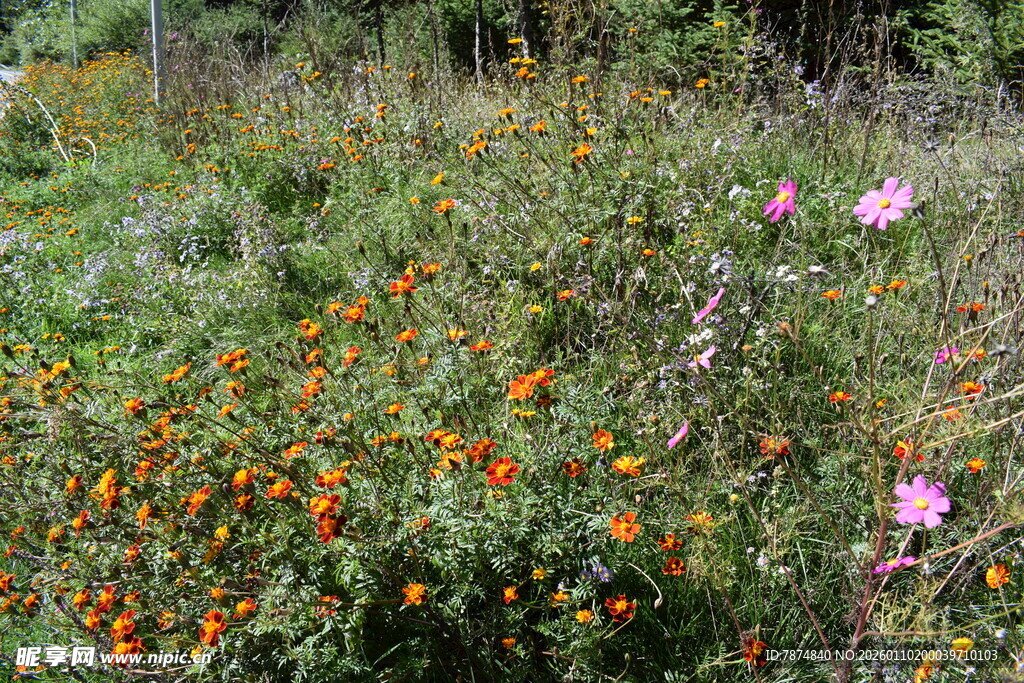 野外多彩花卉绽放