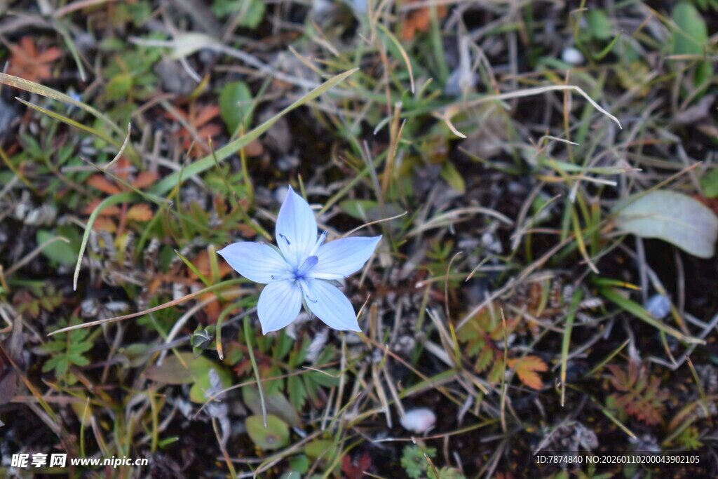 草丛中的白色小花