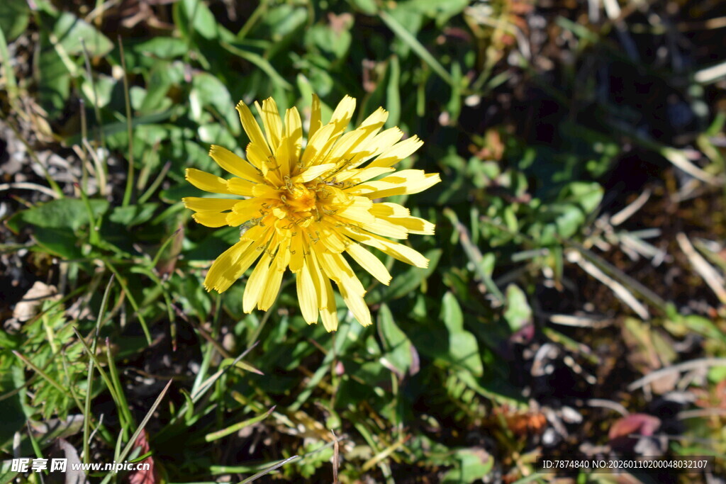 草地上的黄色蒲公英花朵