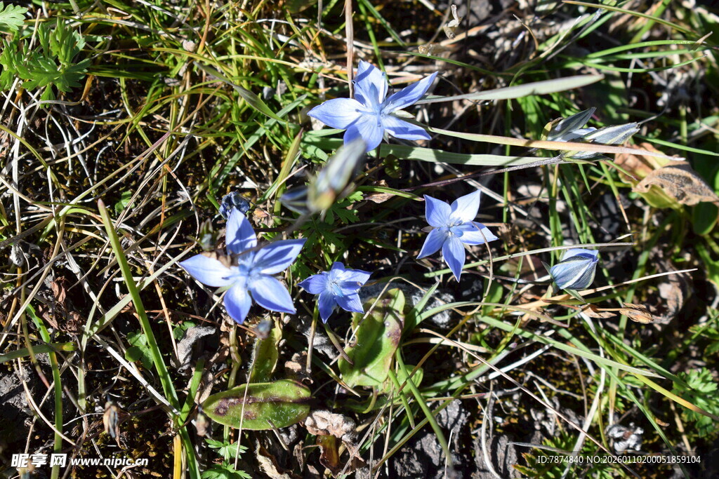草丛中的蓝色小花
