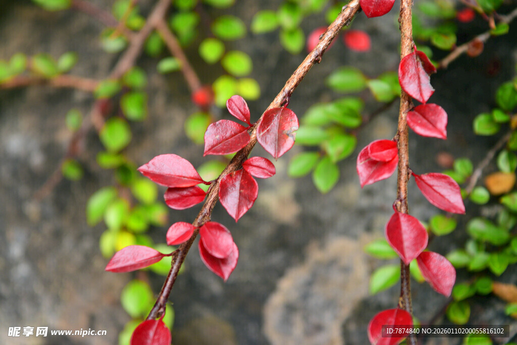 红绿叶蔓特写