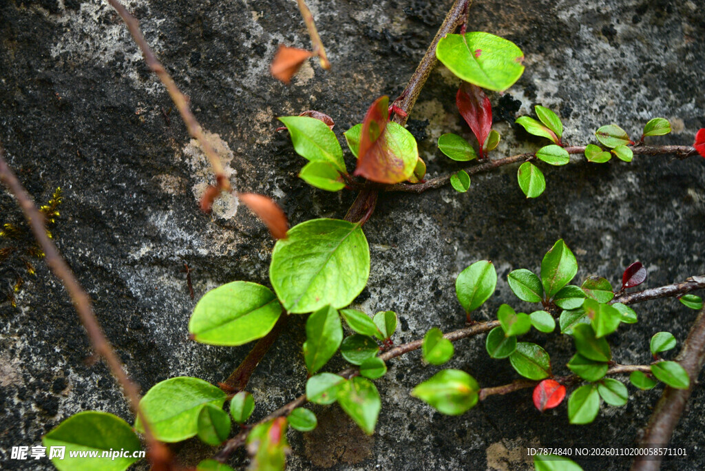 岩石上的嫩绿植物