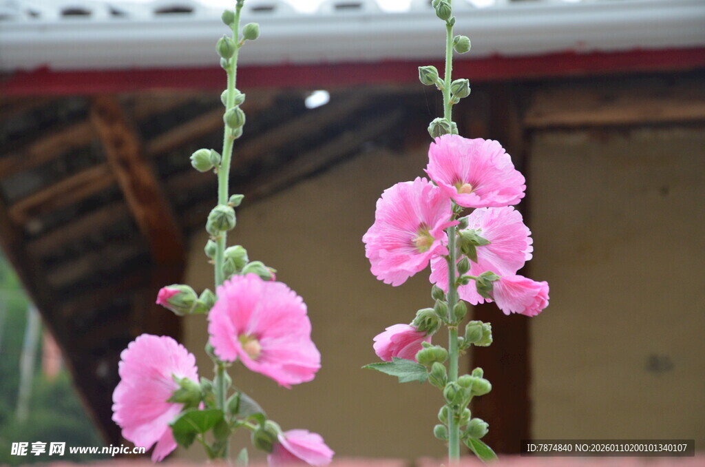 娇艳粉色蜀葵绽放