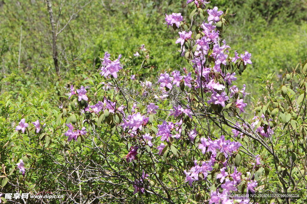 野外绽放的紫色美丽花朵