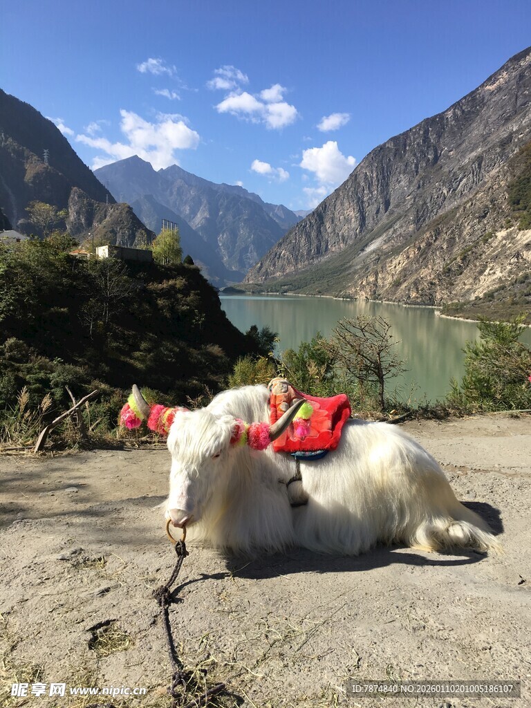 高原上休憩的装饰牦牛