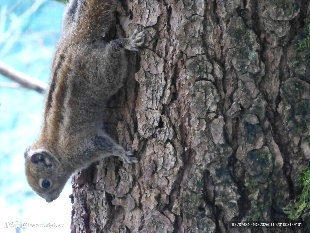 树上的松鼠