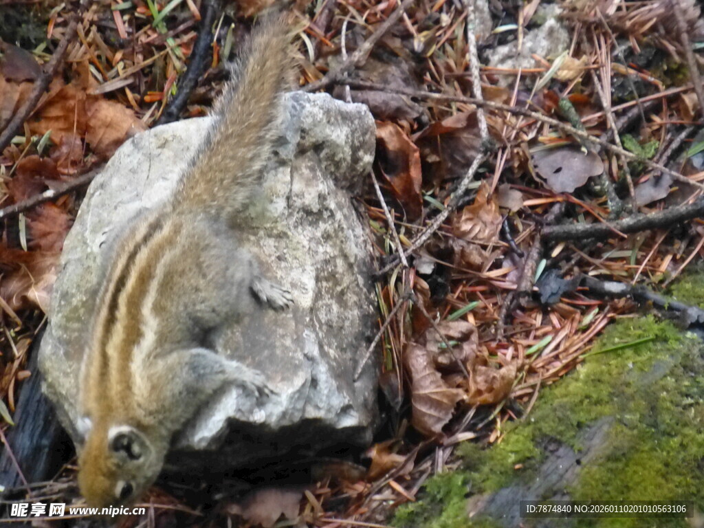 岩石旁的松鼠