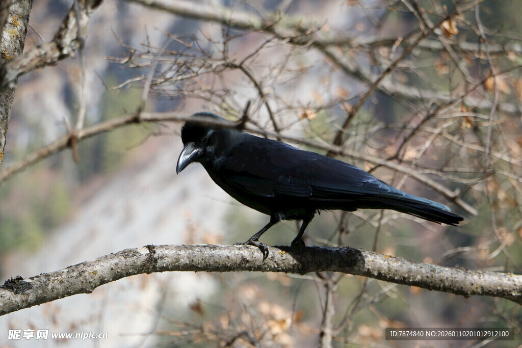 枝头栖息的黑鸟