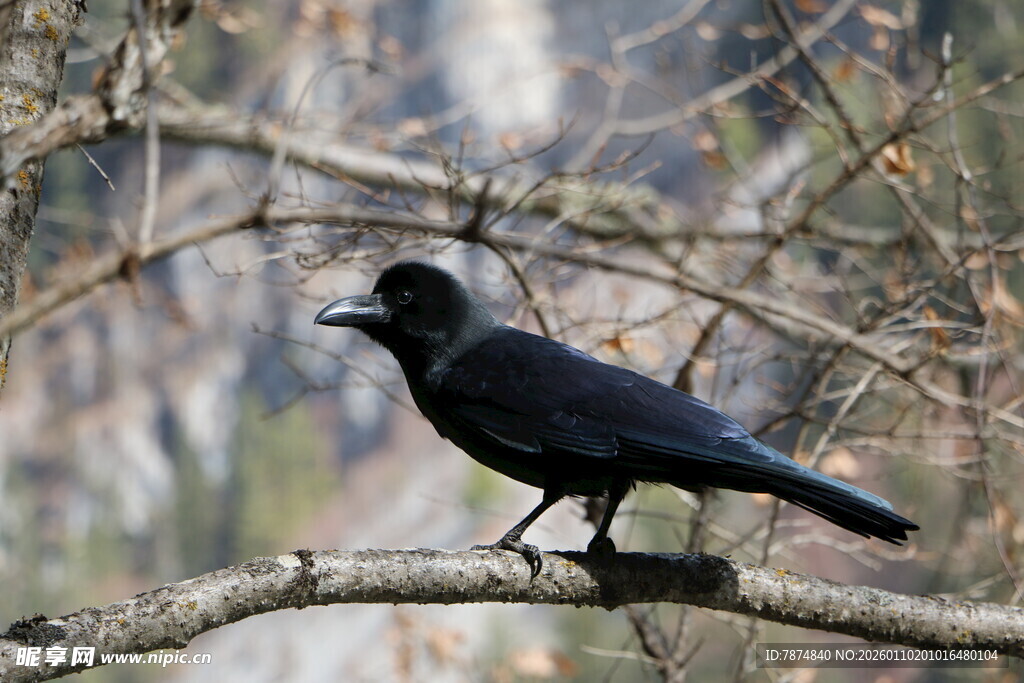 枝头黑鸦