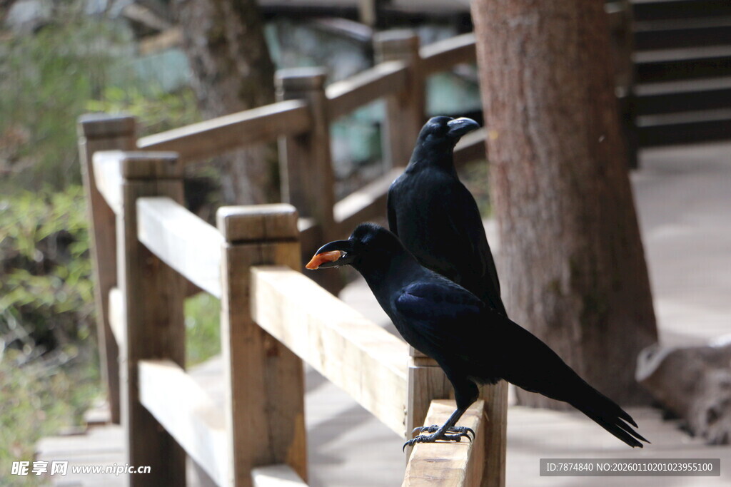木栏上的两只黑鸟