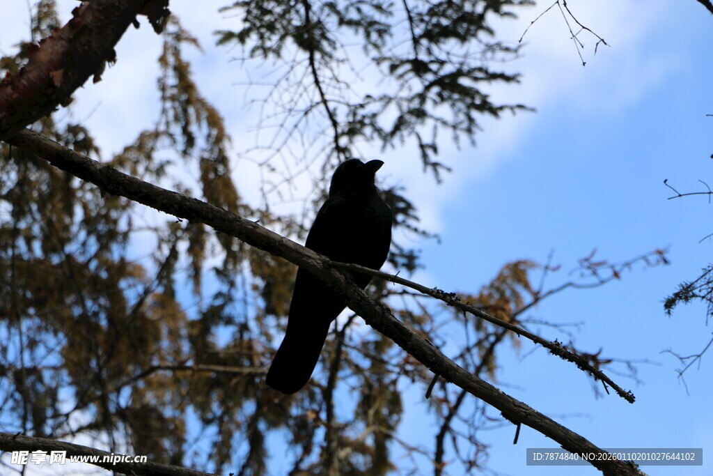 枝头栖息的黑鸟