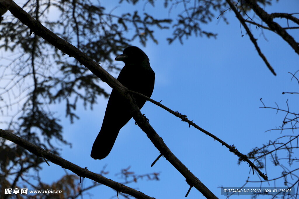 枝头黑鸟剪影