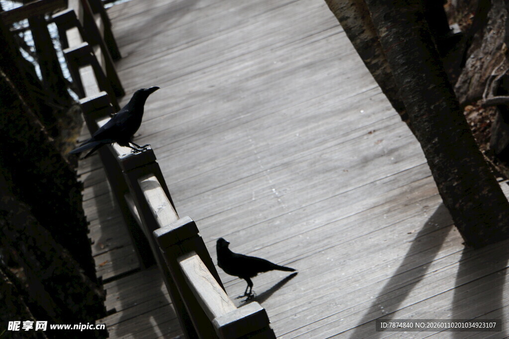 屋顶上的几只黑色小鸟