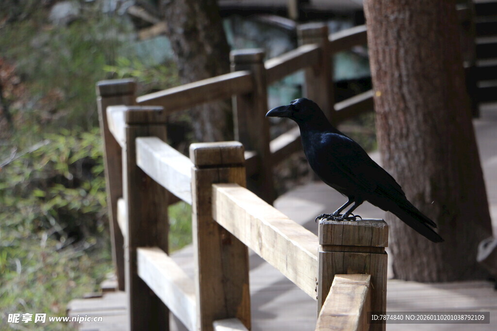 木栏杆上的黑鸟