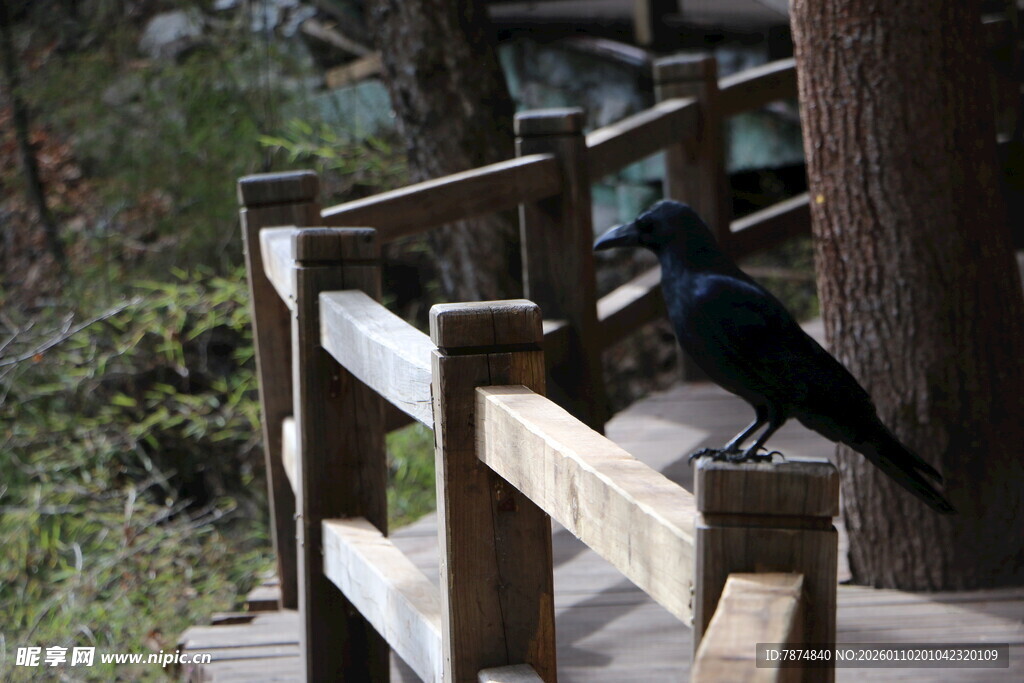 木栈道上的黑鸟