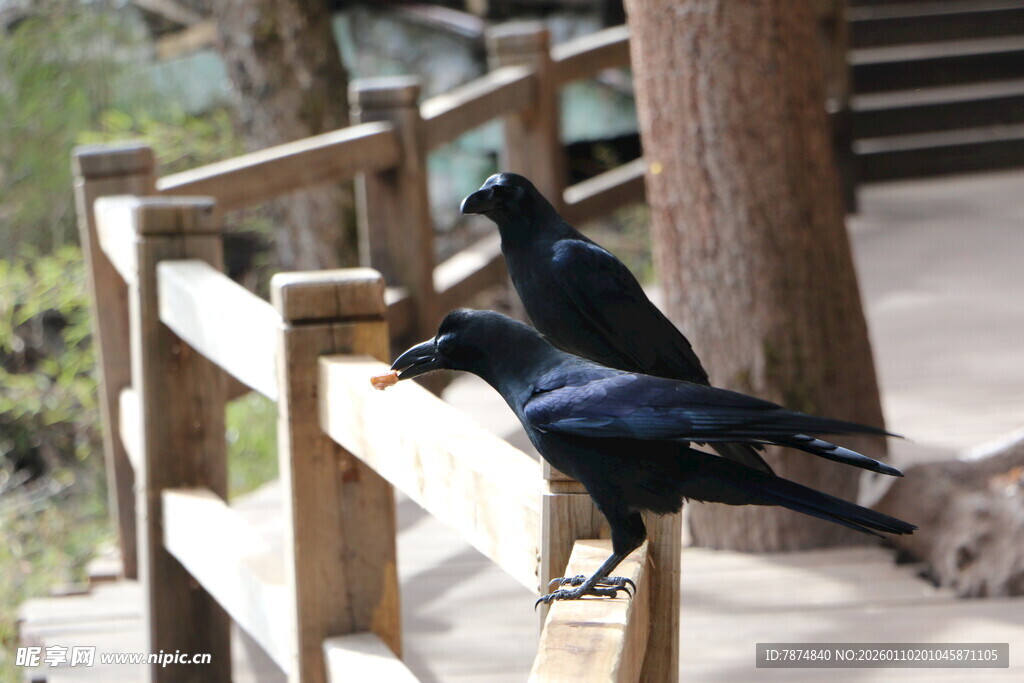 两只乌鸦立于木栏杆上